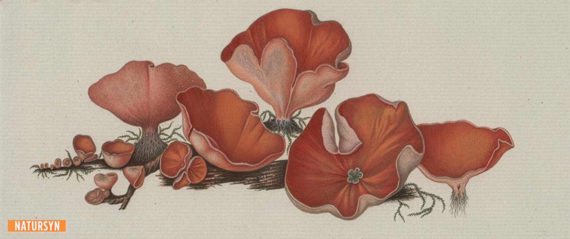 Natursyn: natursyn